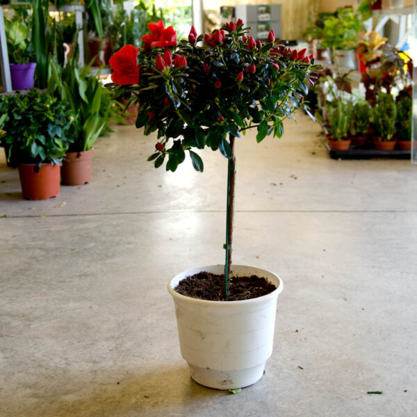 azalea-dendroeidis_kokkini_fitorio_athinon